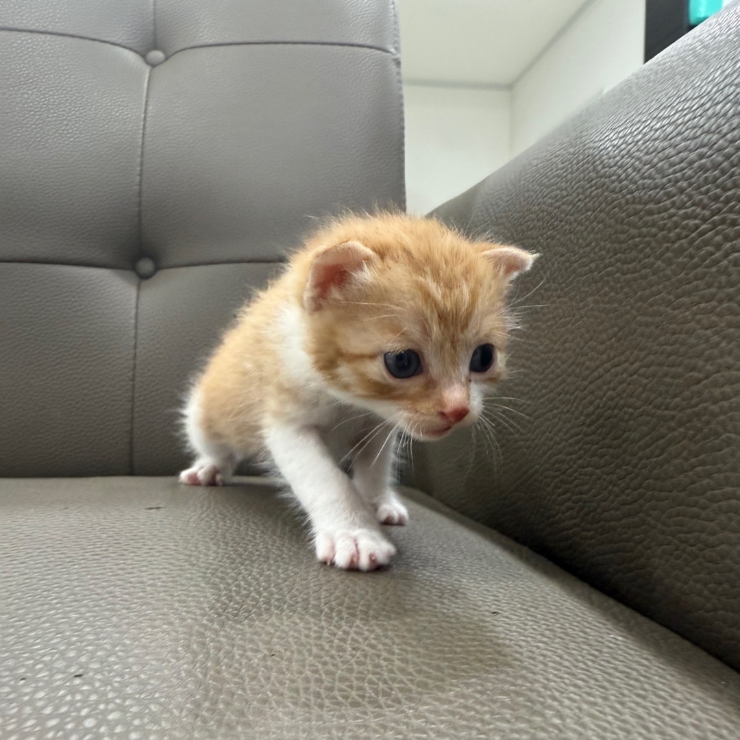 멘토동물병원_427346202500397